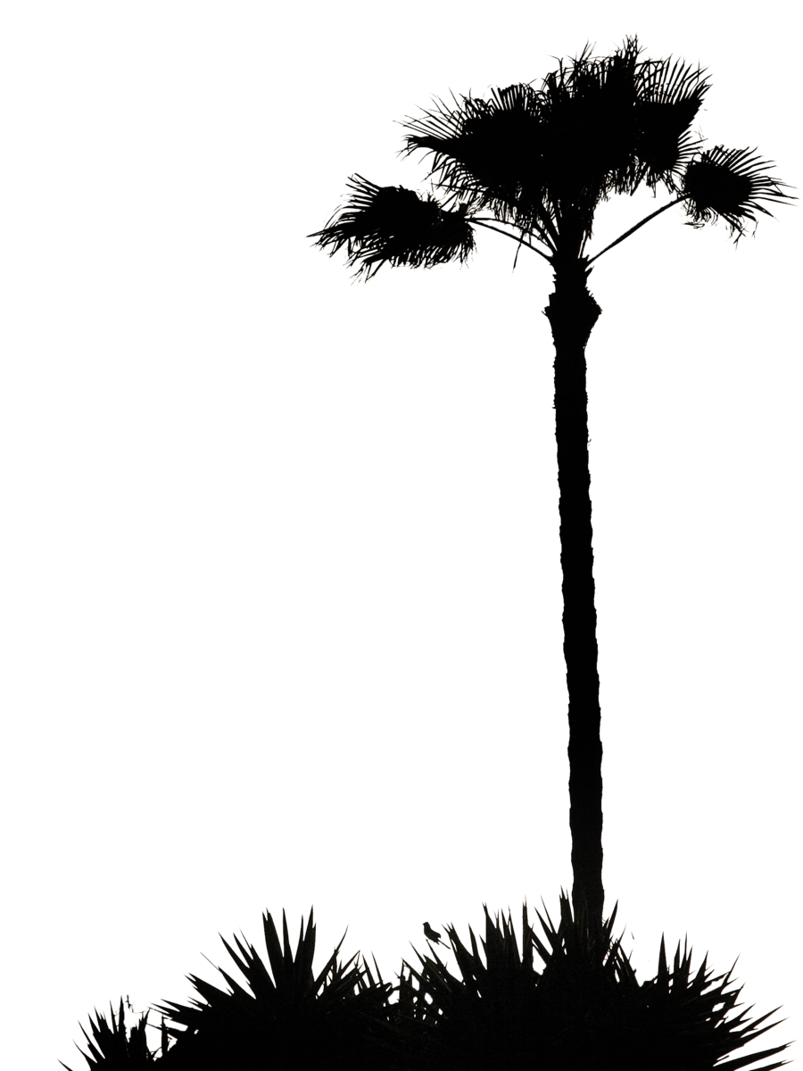 Black Palm Tree PNG Isolated Pic