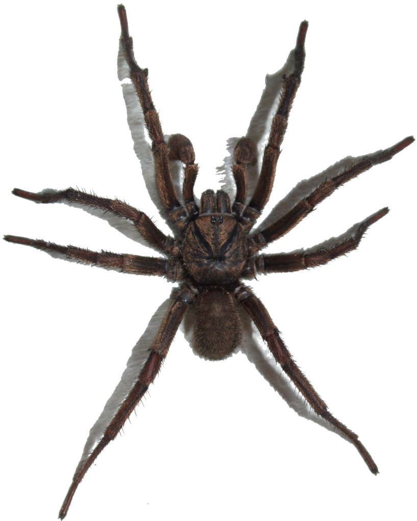Black Spider PNG Transparent