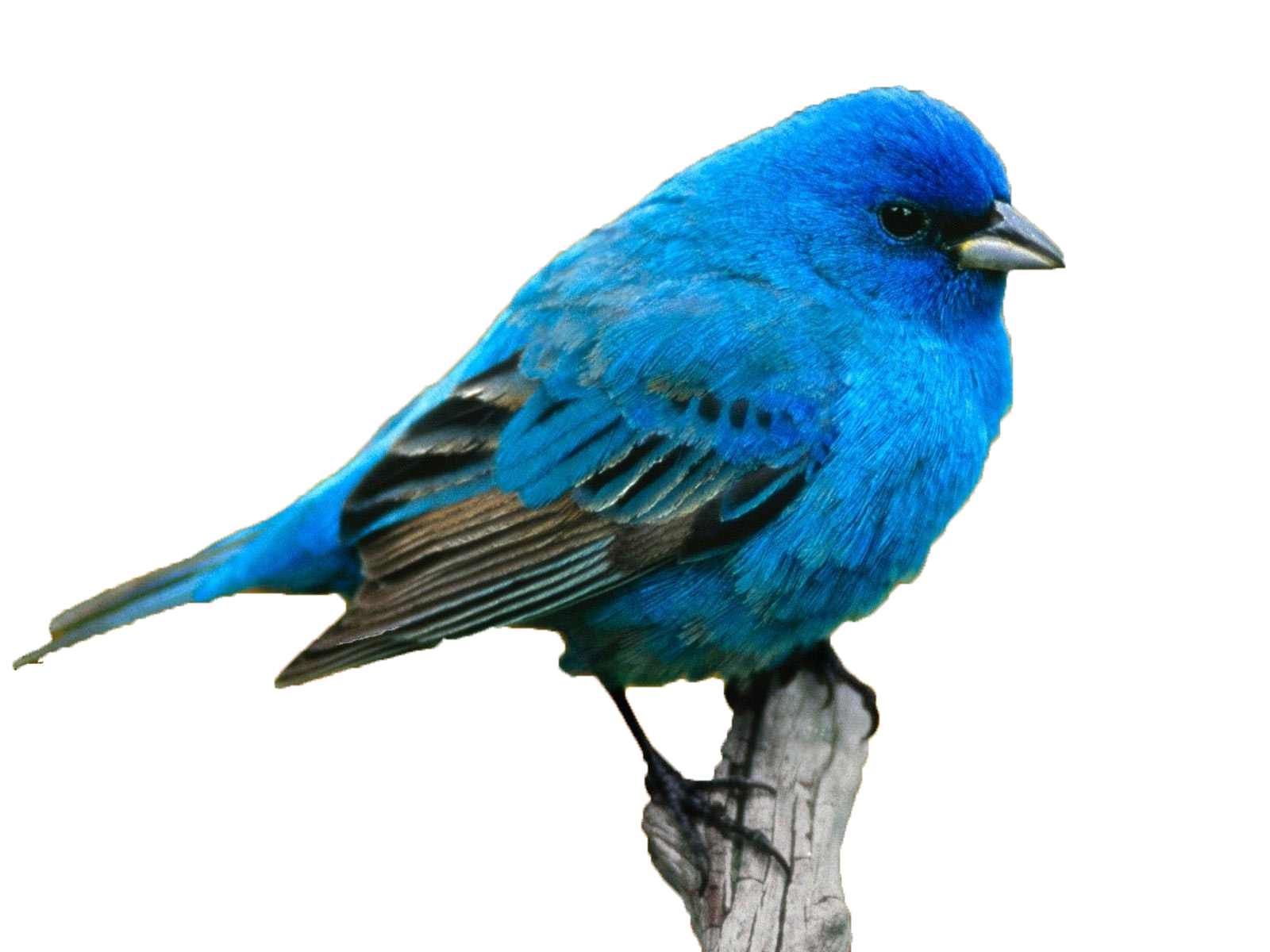 Blue Bird PNG Image