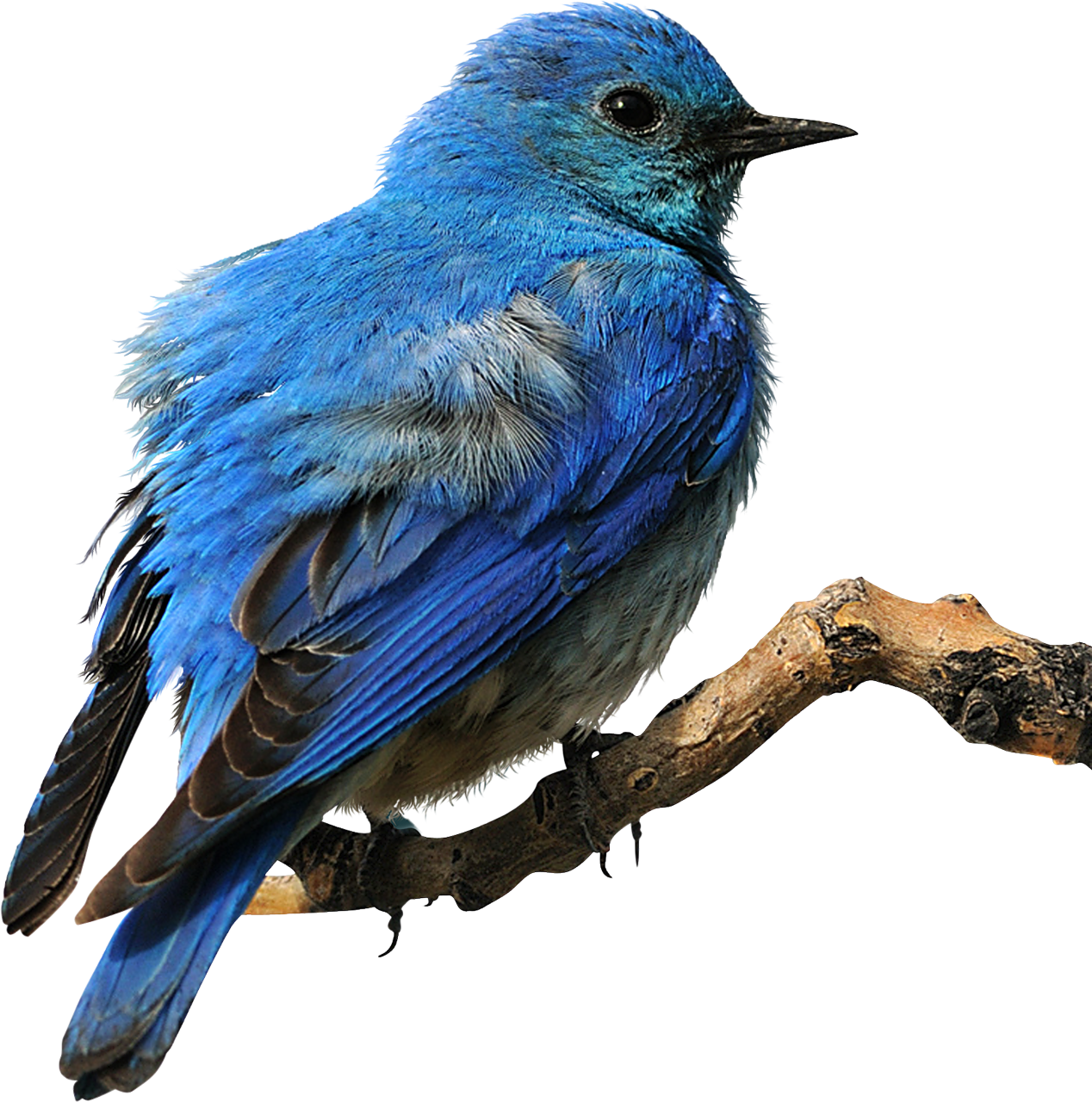 Blue Bird PNG Picture