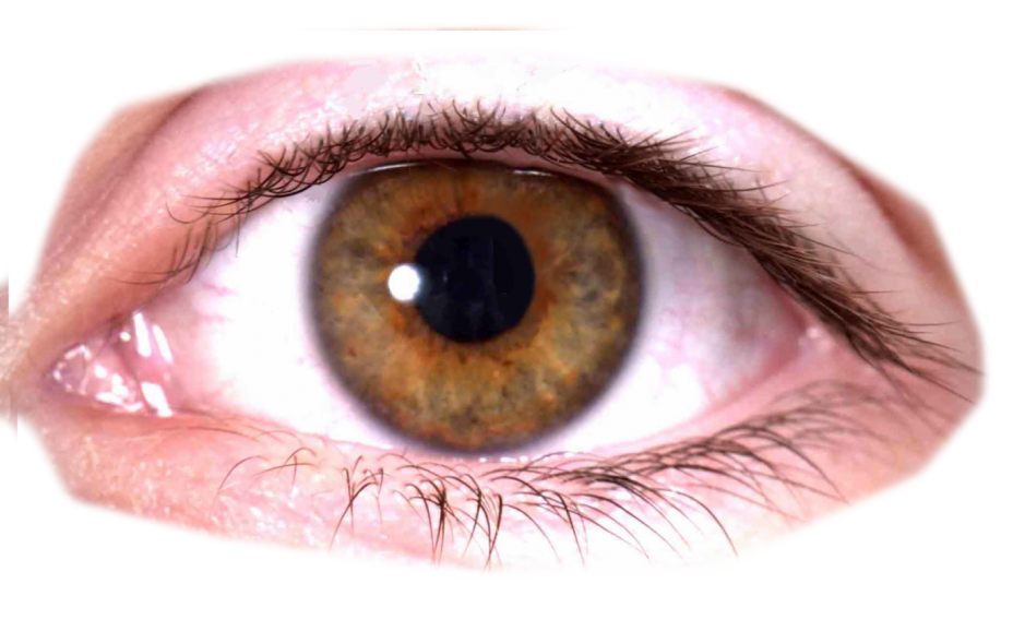 Brown Eye PNG Isolated Pic