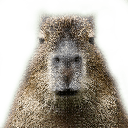 Capybara PNG Photos
