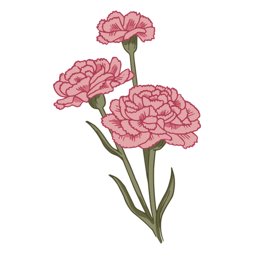 Carnation PNG Image