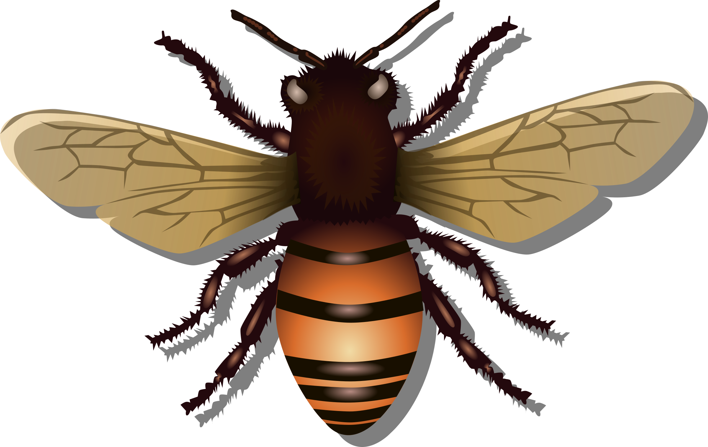 Cartoon Bee Transparent PNG