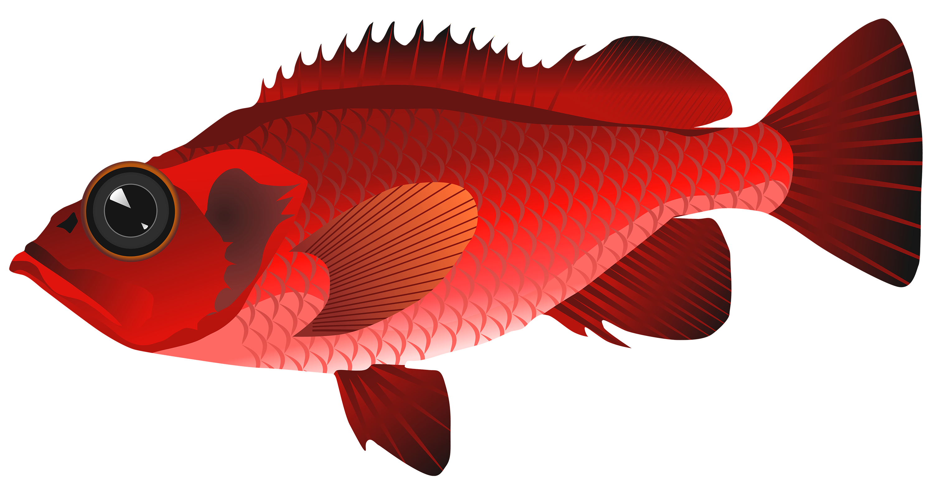 Cartoon Fish PNG Isolated File