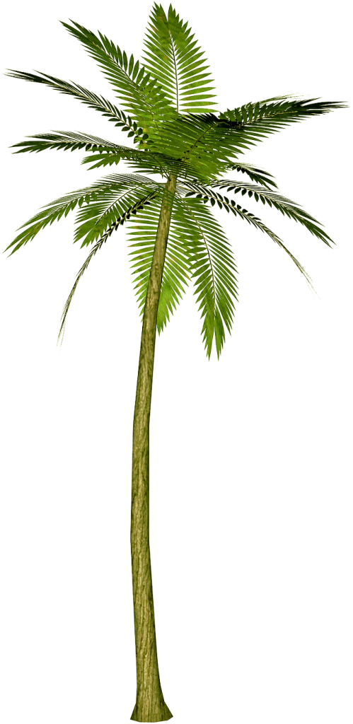 Cartoon Palm Tree PNG Transparent