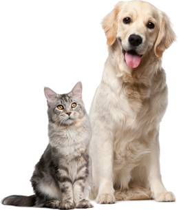Cat Dog PNG Isolated Image