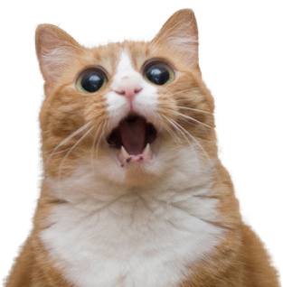 Cat Face PNG Isolated Pic