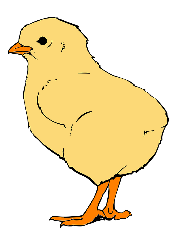 Chick Cartoon PNG Clipart