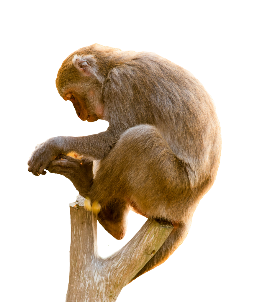 Chimp PNG Isolated HD