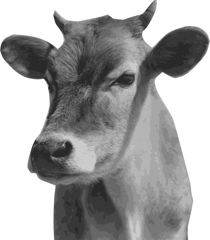 Cow Head PNG Photos