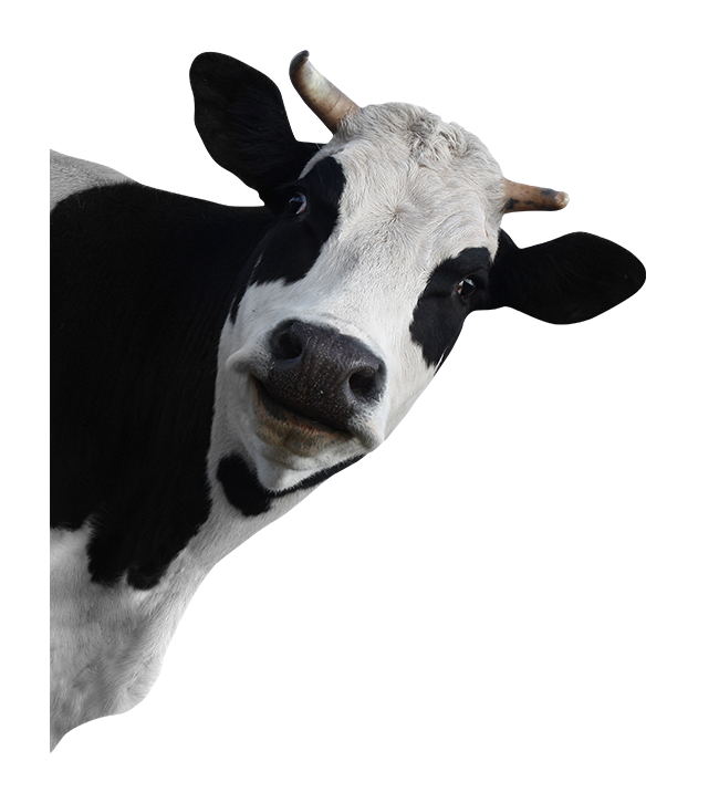 Cow Head PNG Pic