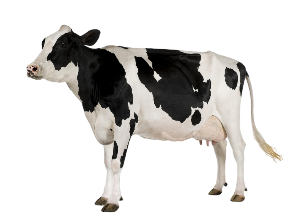 Cows PNG File