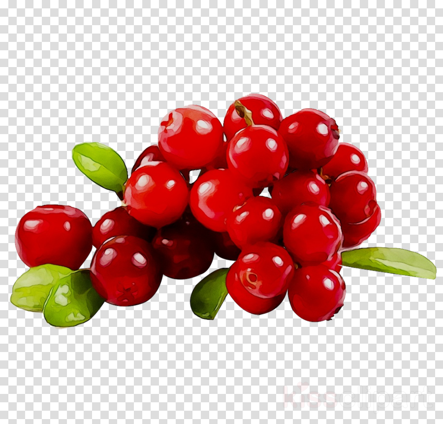 Cranberry PNG Isolated Photo