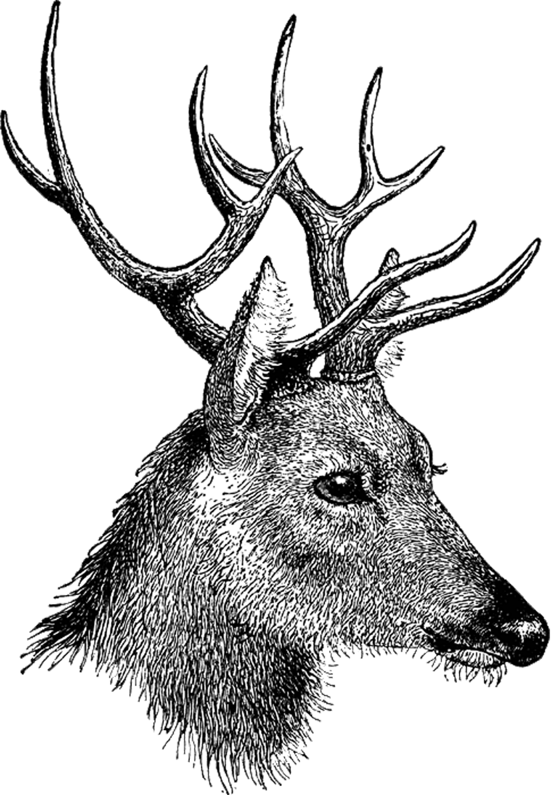 Deer Head Download PNG Image