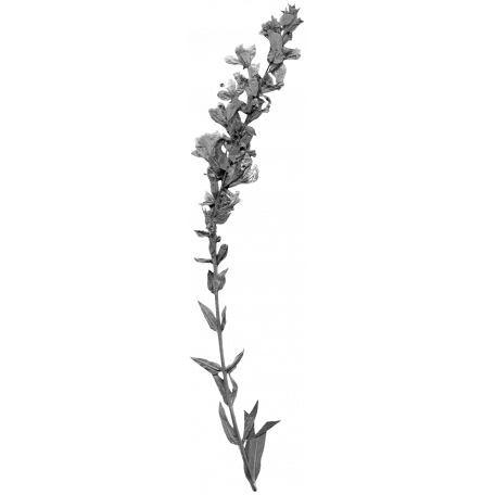 Dry Flower PNG Photo