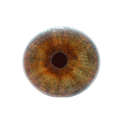 Eye Ball PNG Isolated File