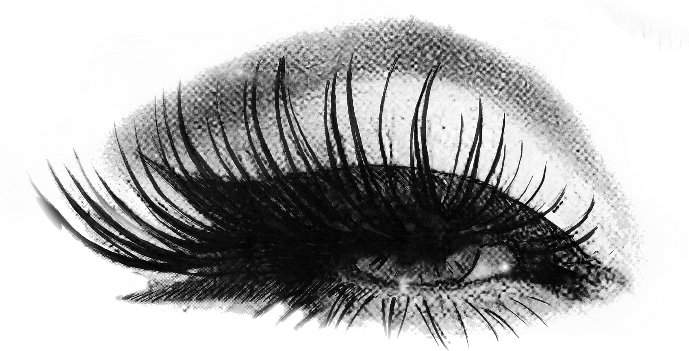 Eyelash Logo PNG Image