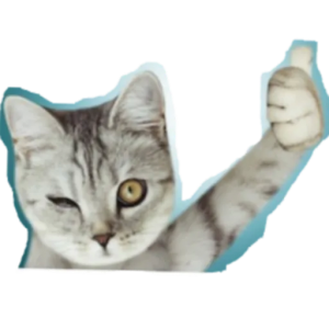 Funny Cat PNG Transparent