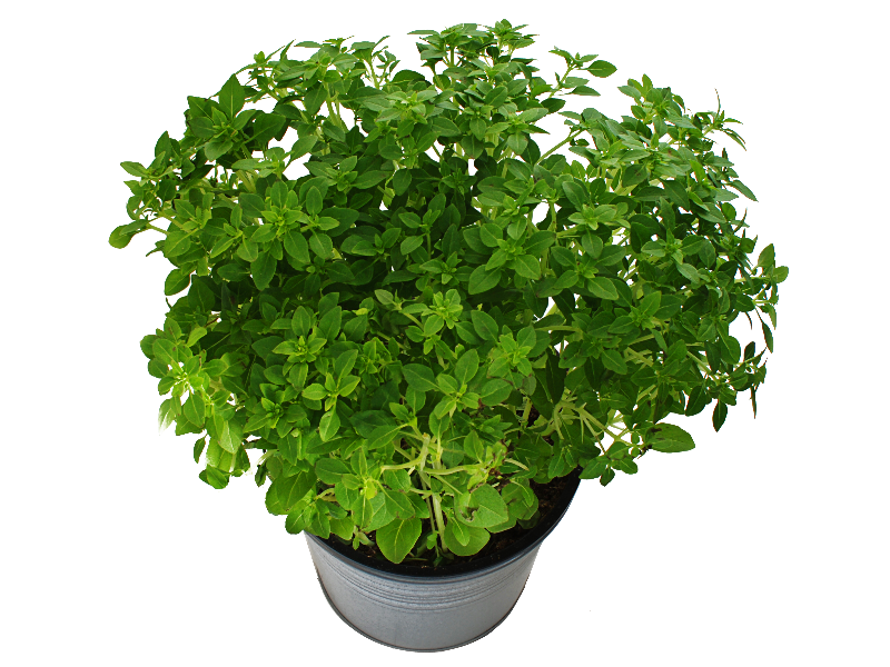 Green Plant PNG File