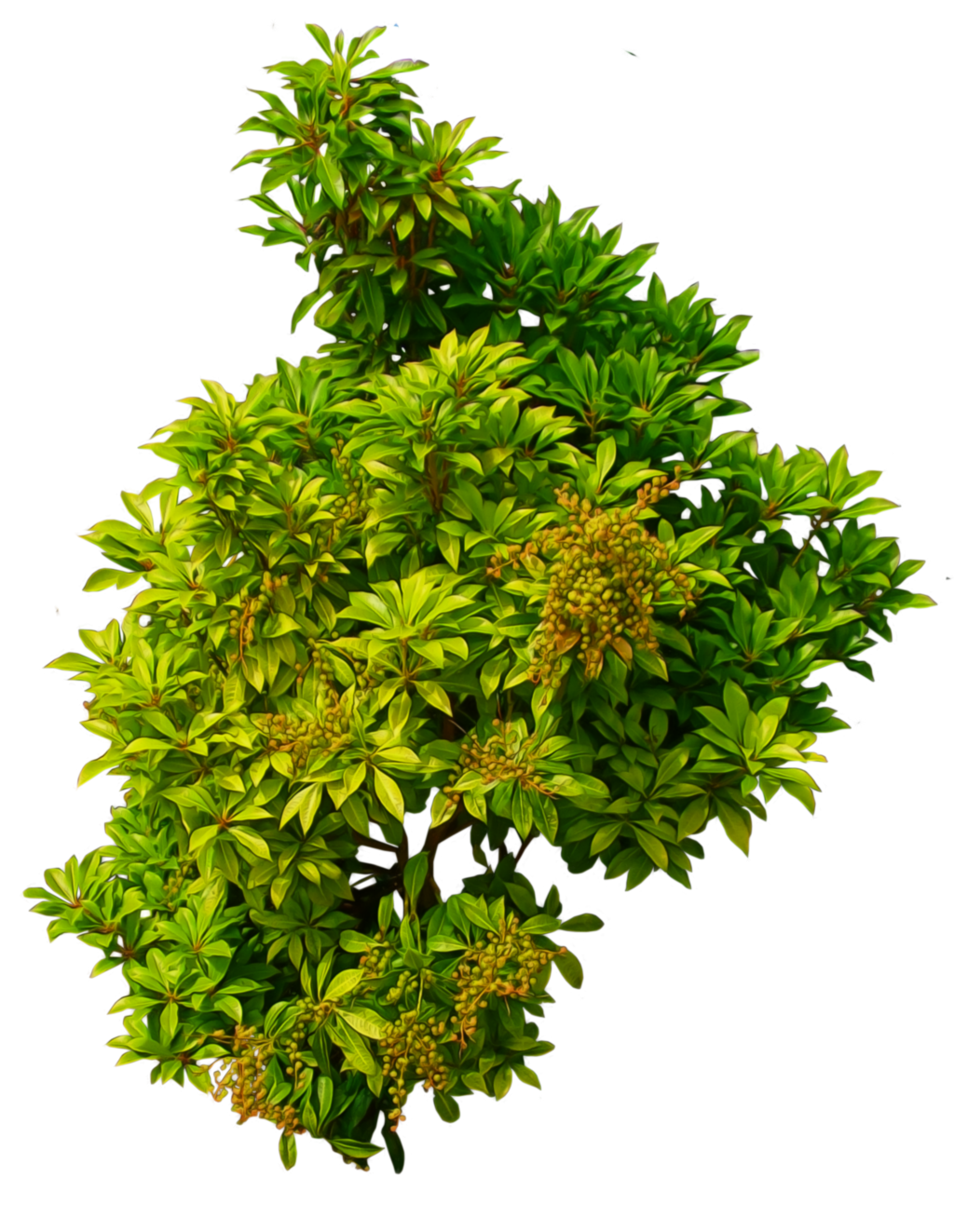 Green Plant PNG Photo