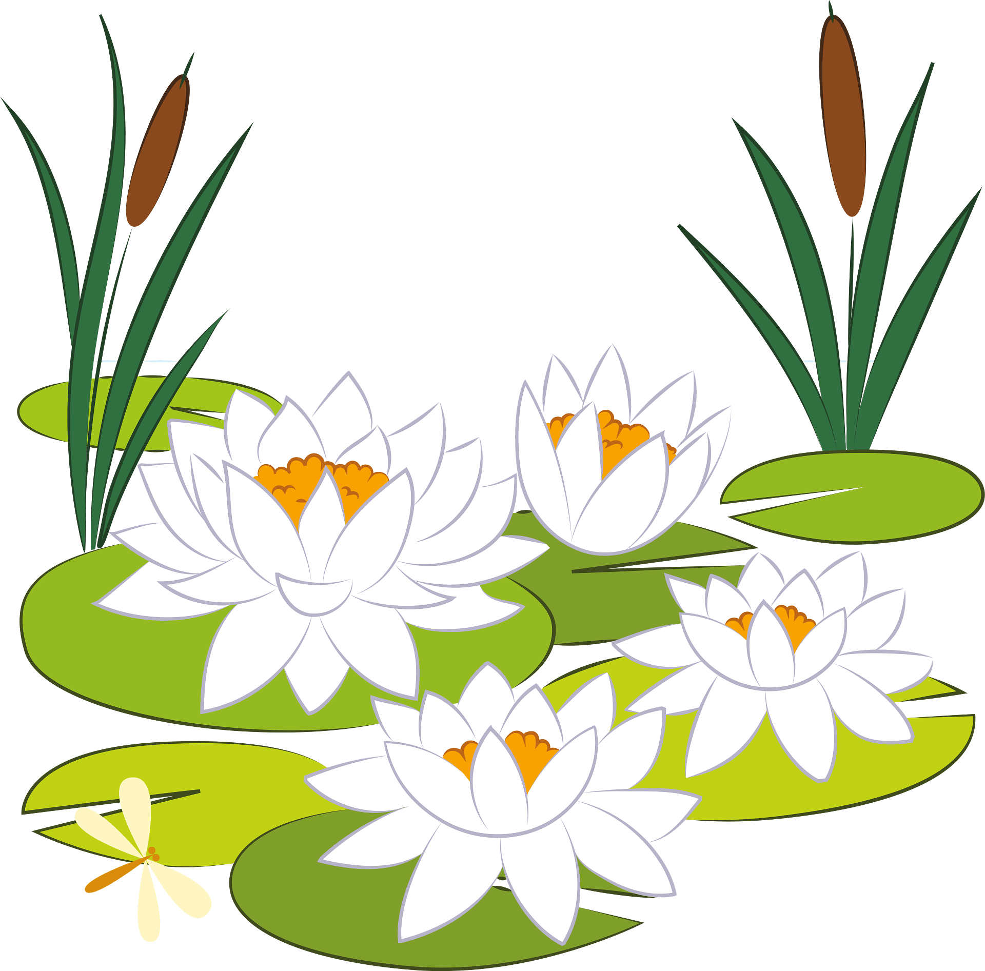 Lily Pad PNG Photos