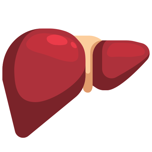 Liver PNG Free Download