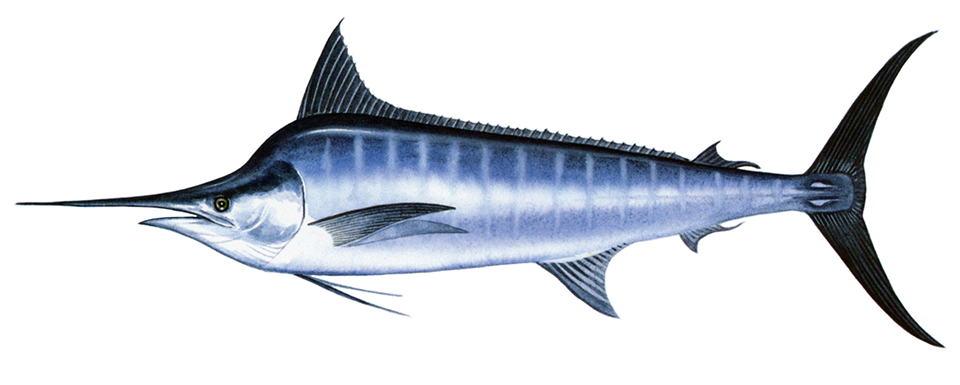 Marlin PNG Isolated File