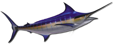 Marlin PNG