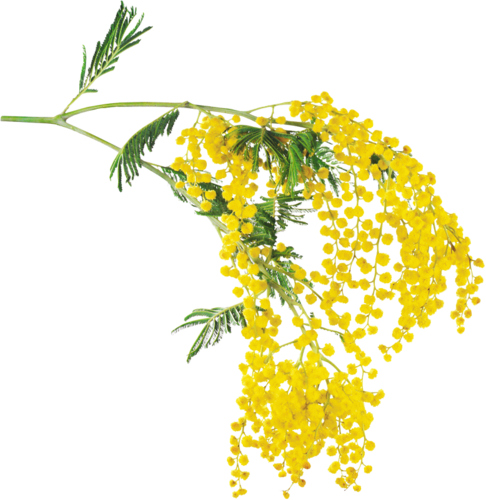 Mimosa PNG Picture