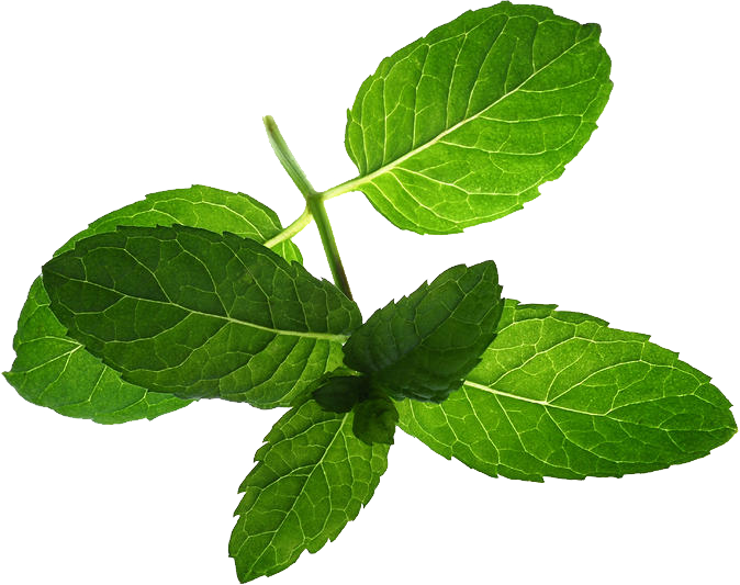 Mint Leaf PNG Isolated File