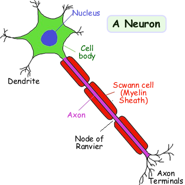Neuron PNG HD