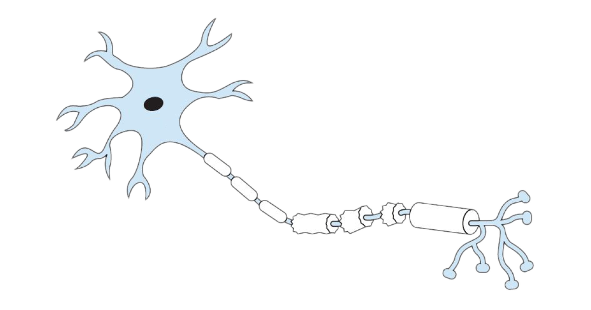 Neuron Transparent PNG