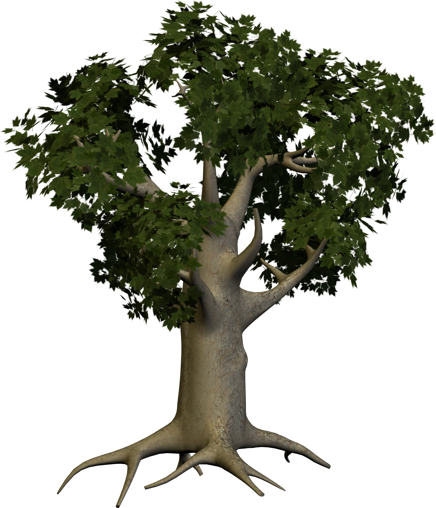 Oak Tree Download PNG Image