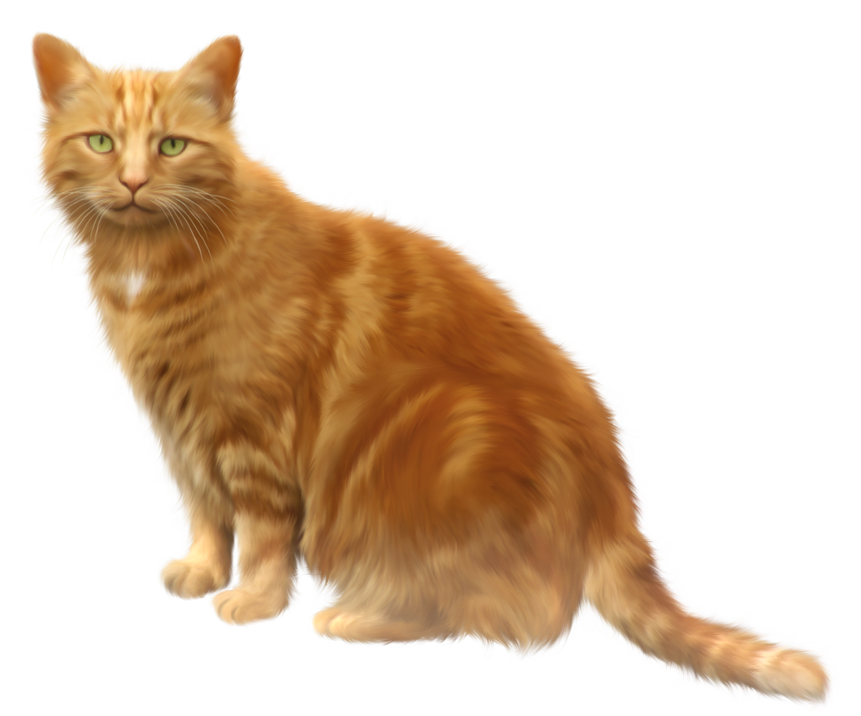 Orange Cat Download PNG Image