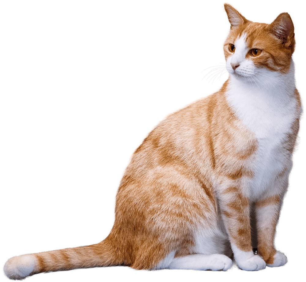 Orange Cat PNG Transparent