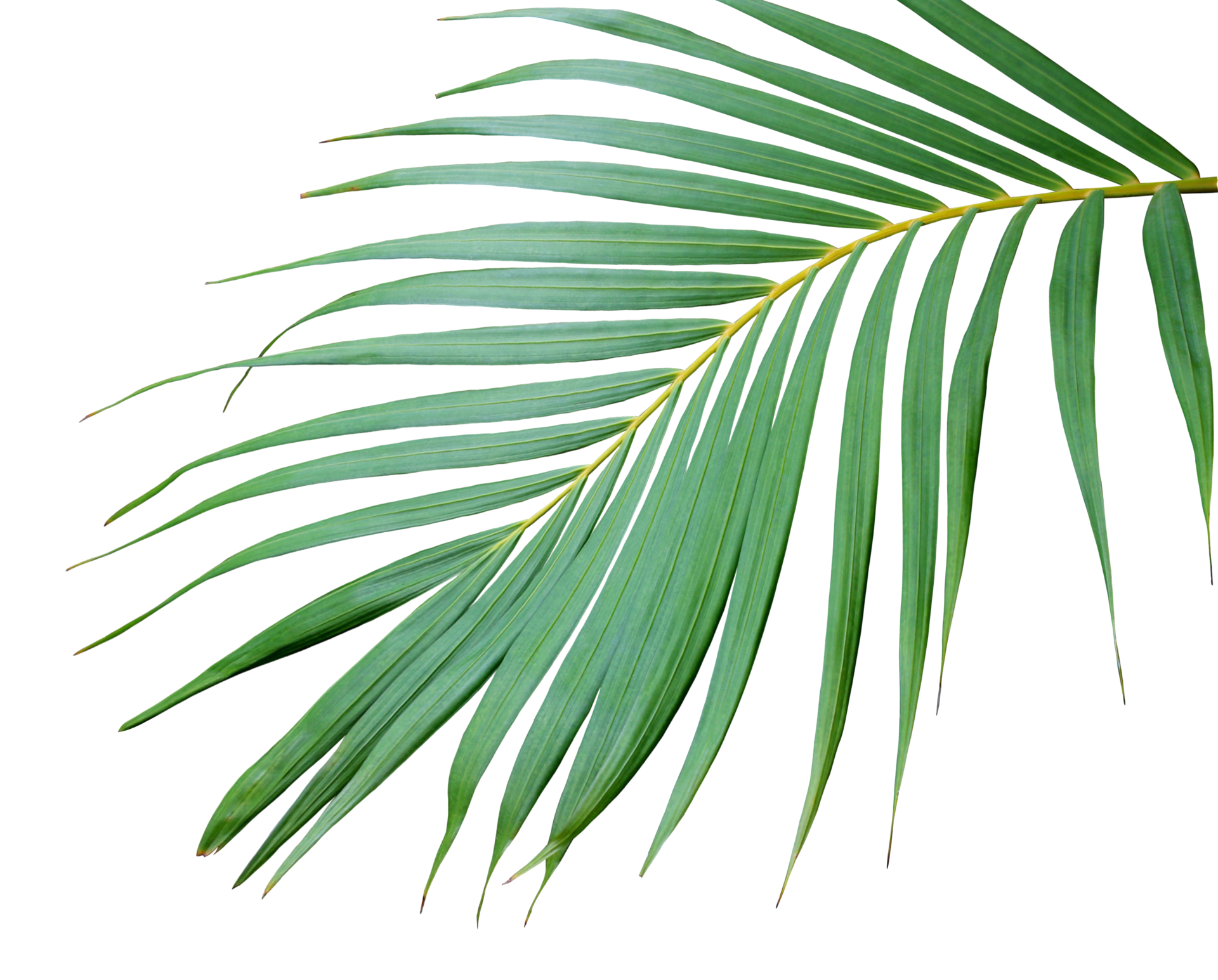 Palm Leaf PNG Picture