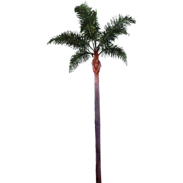 Palm Tree Black PNG Free Download