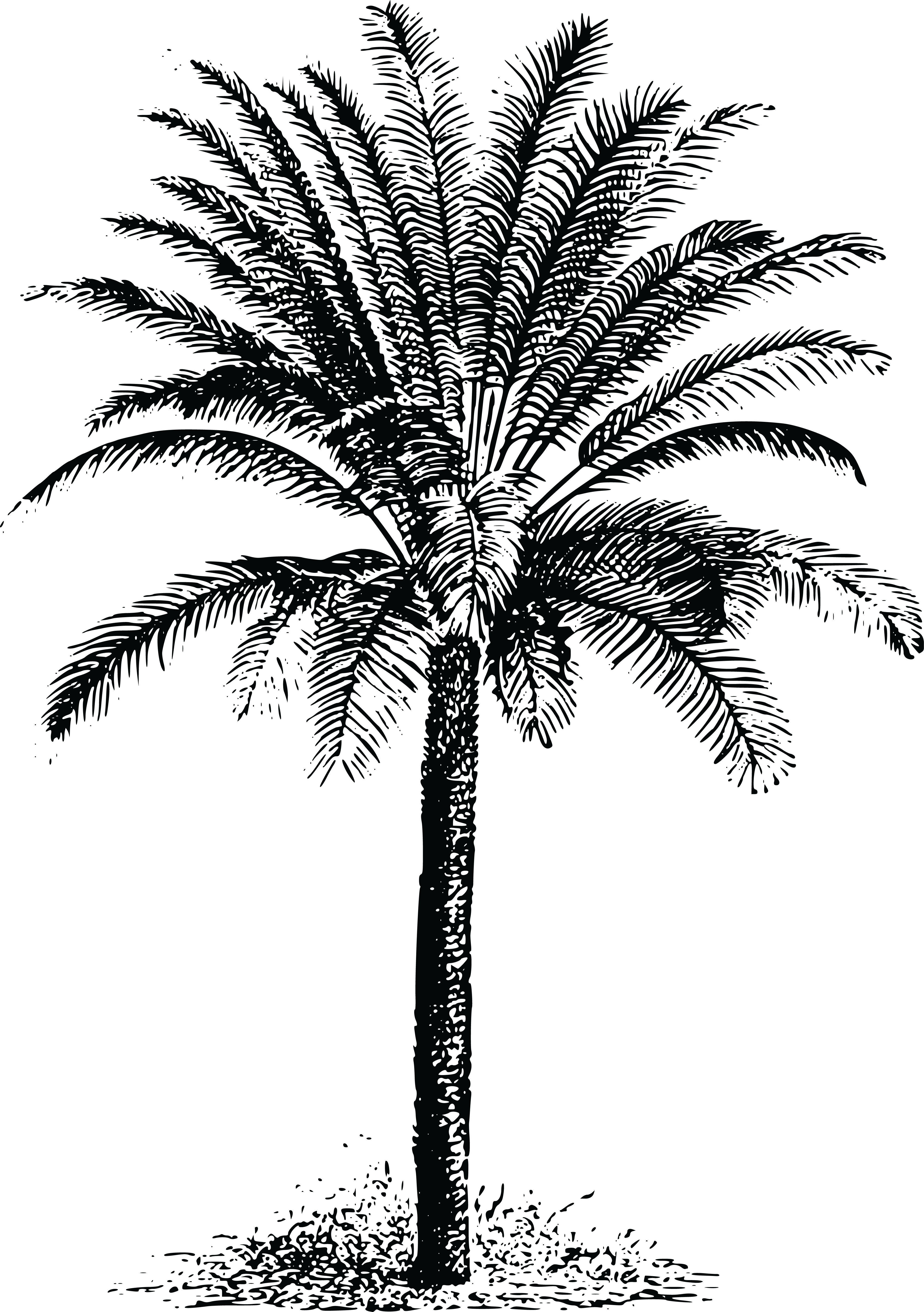 Palm Tree Black PNG Image