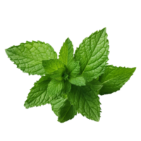 Peppermint PNG Photos