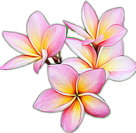 Plumeria PNG Isolated Image
