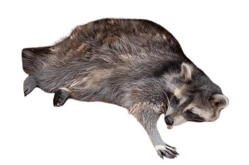 Raccoon PNG File
