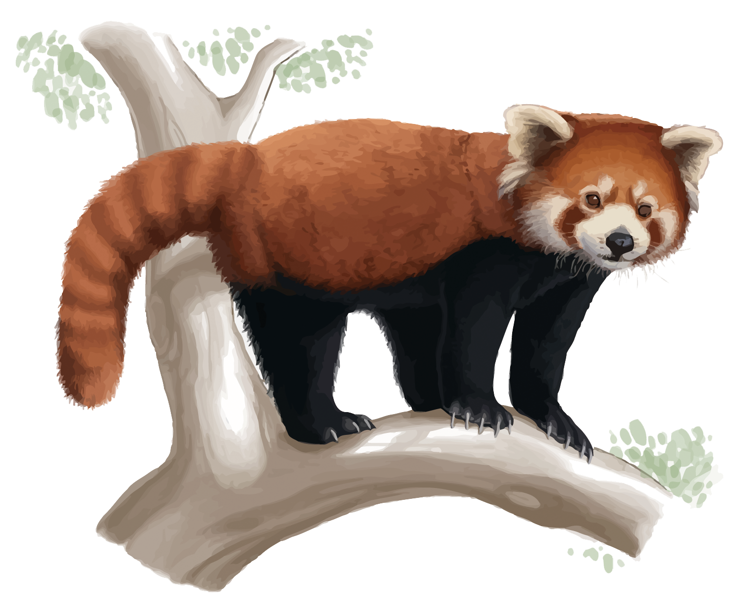 Red Panda PNG HD Isolated