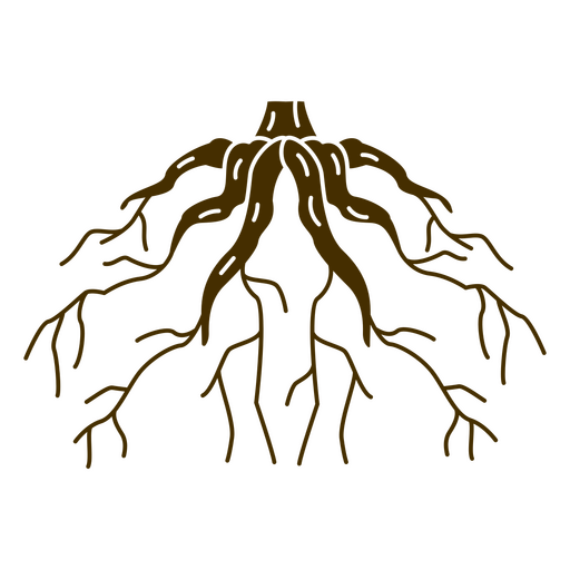 Roots PNG Picture