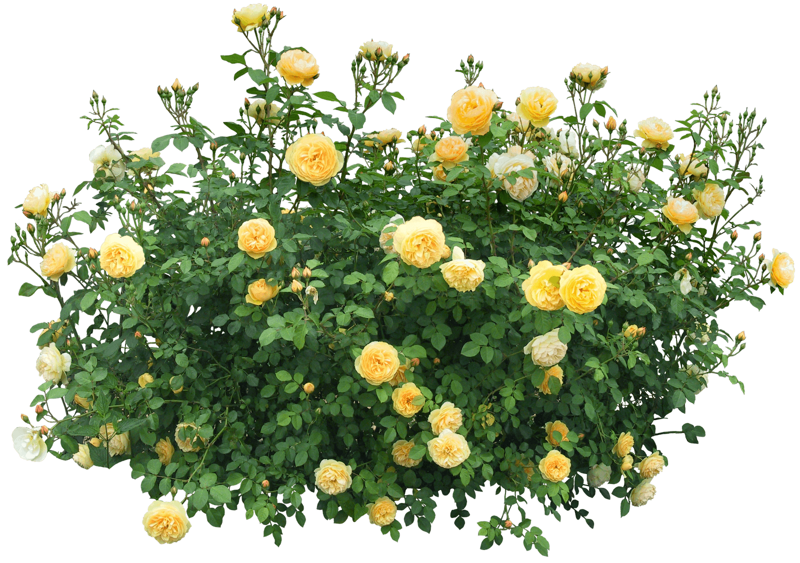 Rose Bush PNG HD Isolated