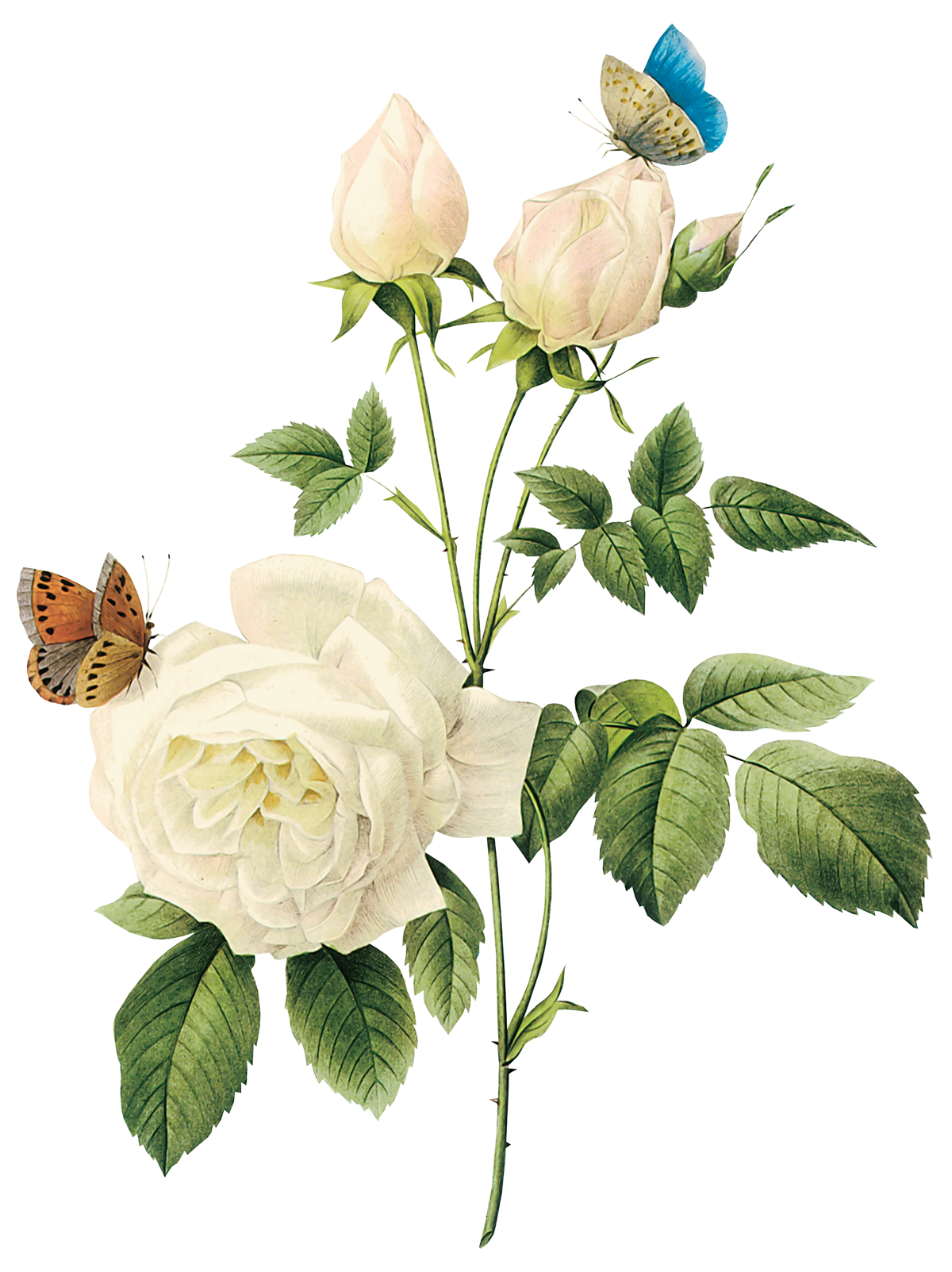 Rose Flower PNG Isolated HD