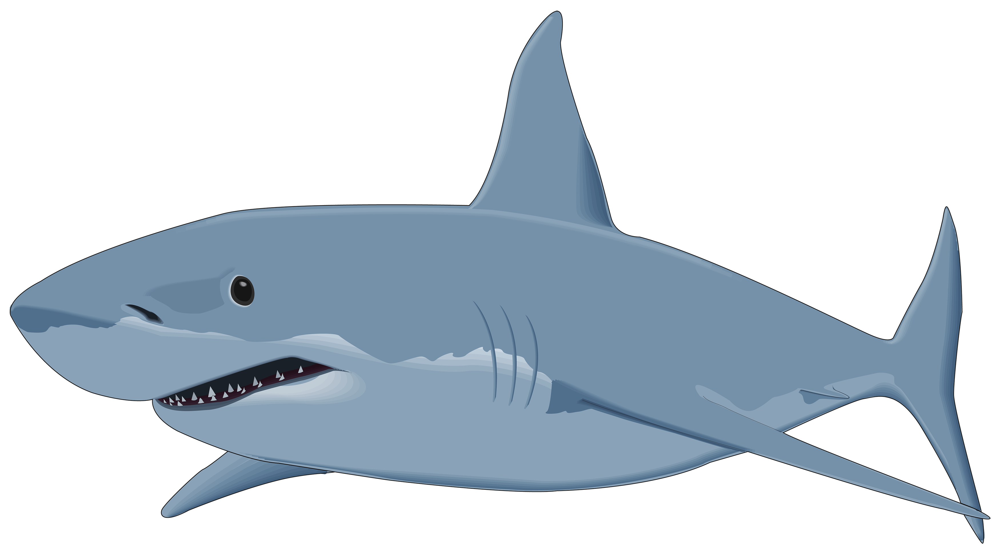 Shark Cartoon PNG Picture