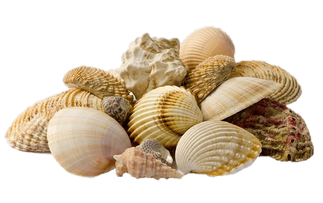 Shell PNG Pic