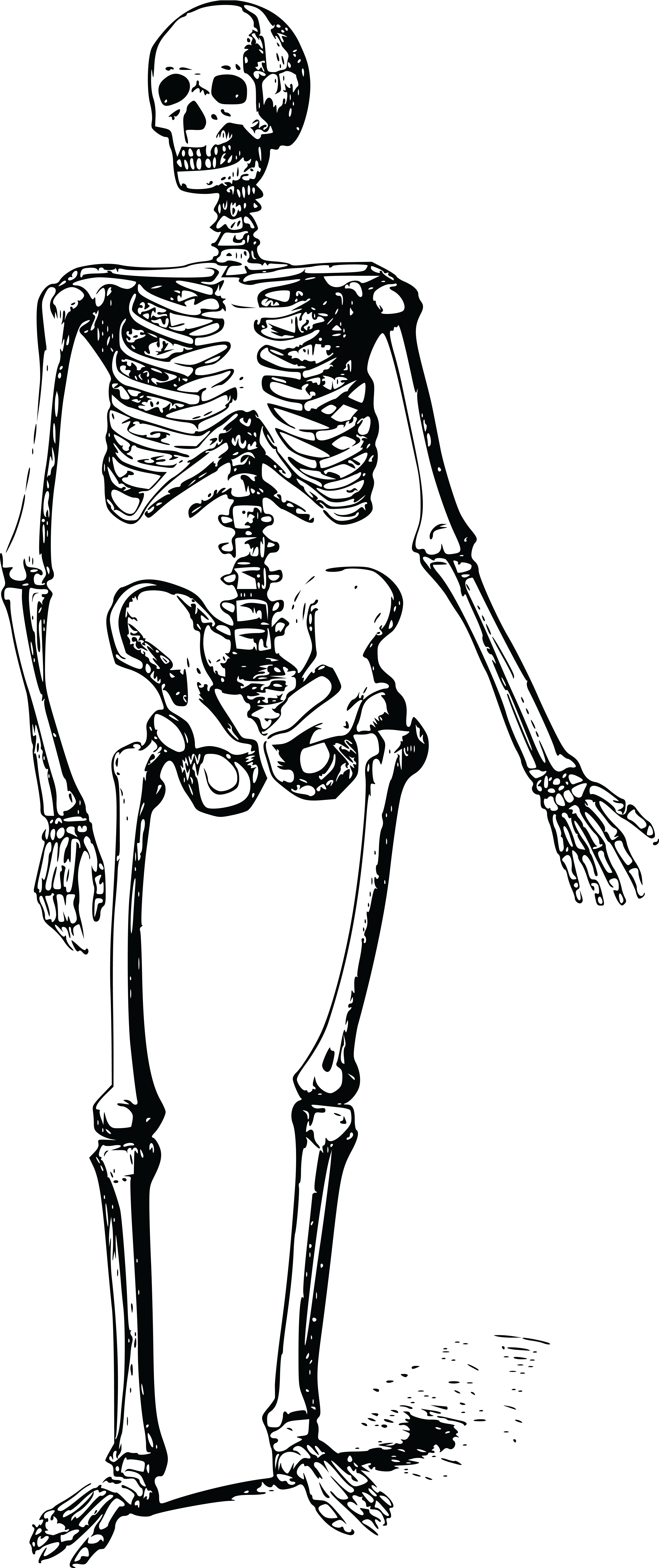Skeleton Cartoon PNG HD Isolated
