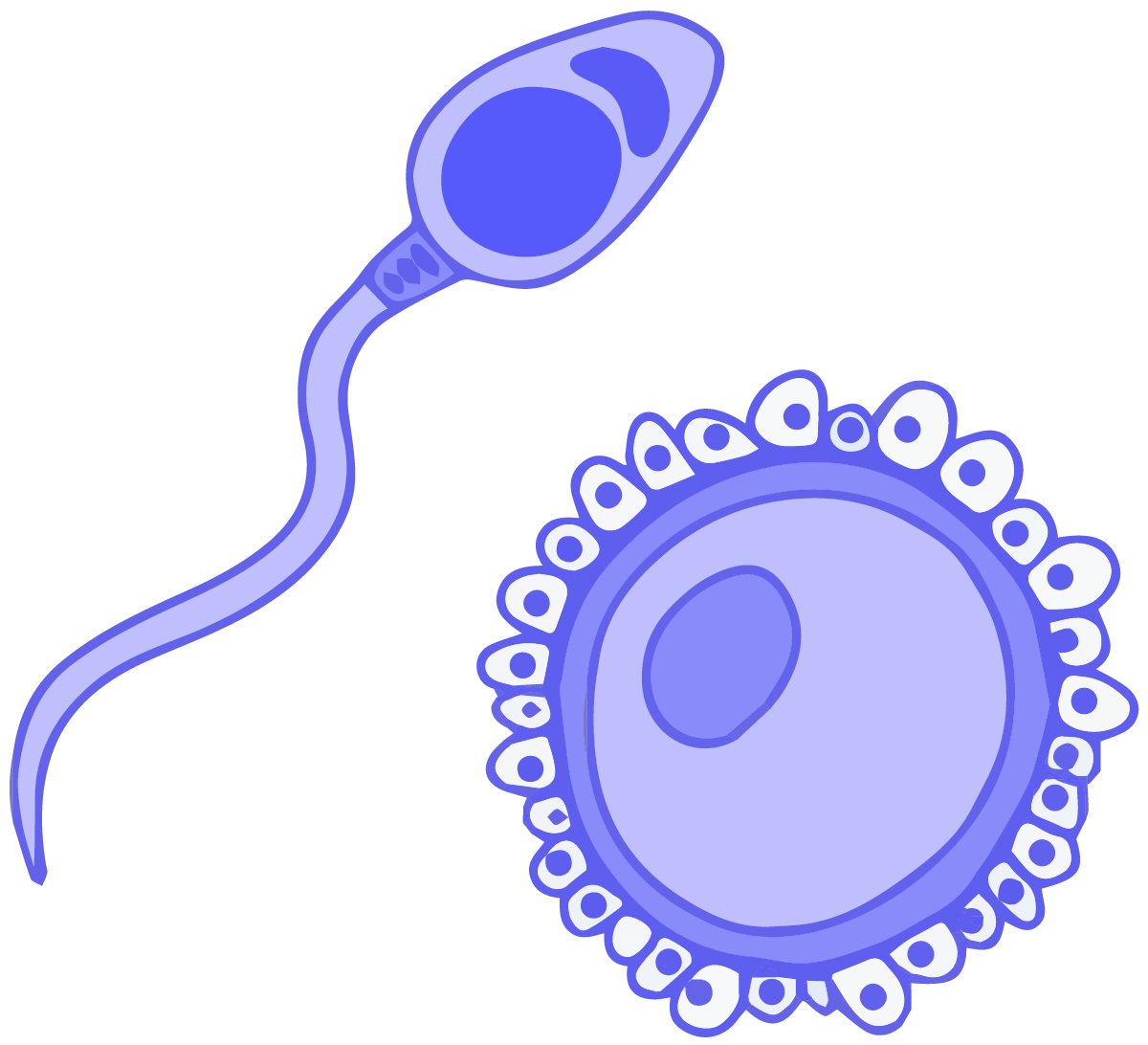 Sperm Cartoon PNG File